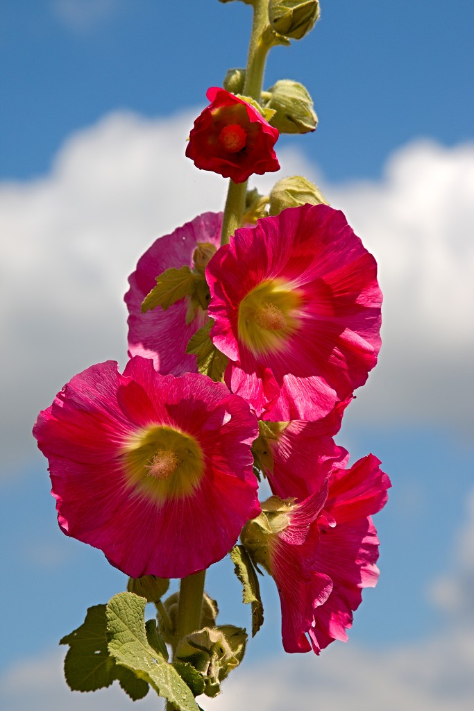 tiengemeten natuur natuurgebied natuurmonumenten hdr schotse hooglanders rien poortvliet museum eiland polder platteland